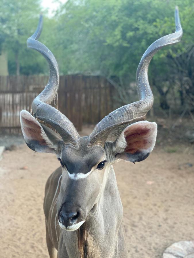 Birdsong Kruger Villa Marloth Park Exterior foto